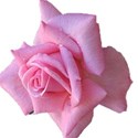 rose 1