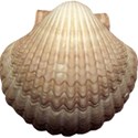 Sea Shells by the Sea Shore - 04