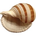 Sea Shells by the Sea Shore - 16