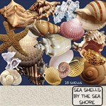 Sea Shells by the Sea Shore Sea Shells by the Sea Shore