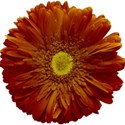 MLIVA_UBI-ah-flower