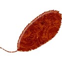 MLIVA_UBI-ah-leaf3