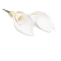 lily