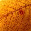 Rich Copper Paper Set - 01