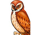 owl