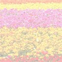 page_flowers1