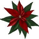 BOS HJ poinsettia01