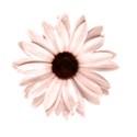 dvessels_cottagegarden_flower01
