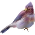 Bird02