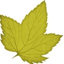 jss_happyfallyall_leaf 1 green