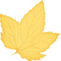 jss_happyfallyall_leaf 1 yellow