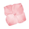 jss_tutucute_flower pink