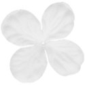 jss_tutucute_flower 1 white