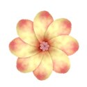 jThompson_melon_flower1