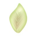 jThompson_melon_leaf2