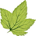 leaf1