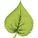 leaf2c