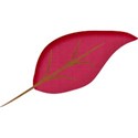 leaf4b