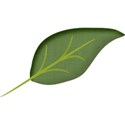 leaf4c