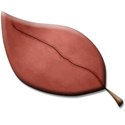 red leaf