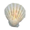 shell2
