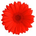 GerberDaisy red