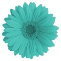 GerberDaisy teal