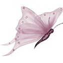 EOT_butterfly_4