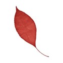 jss_timeforfall_paper leaf 3