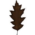 jss_bethankful_leaf 5