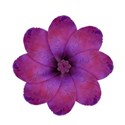 jThompson_dreams_flower1