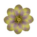 jThompson_dreams_flower2
