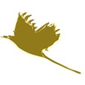 bird_2
