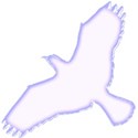 bird_8