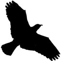 bird_6