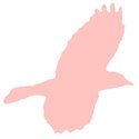 bird_11