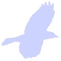 bird_12