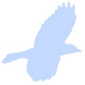 bird_13