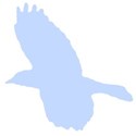 bird_14