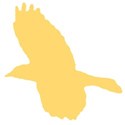 bird_16