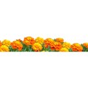 floral_band_4
