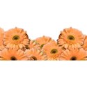 floral_band_2
