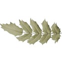 bos_legacy_leaf_green