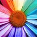 rainbow daisy