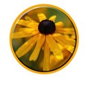 flowerbutton