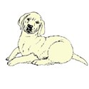 dog 3