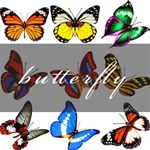 Butterfly 1