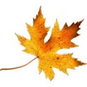 orange yellow leaf