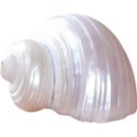 armina_seaside_garden_shell2