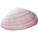 armina_seaside_garden_shell3